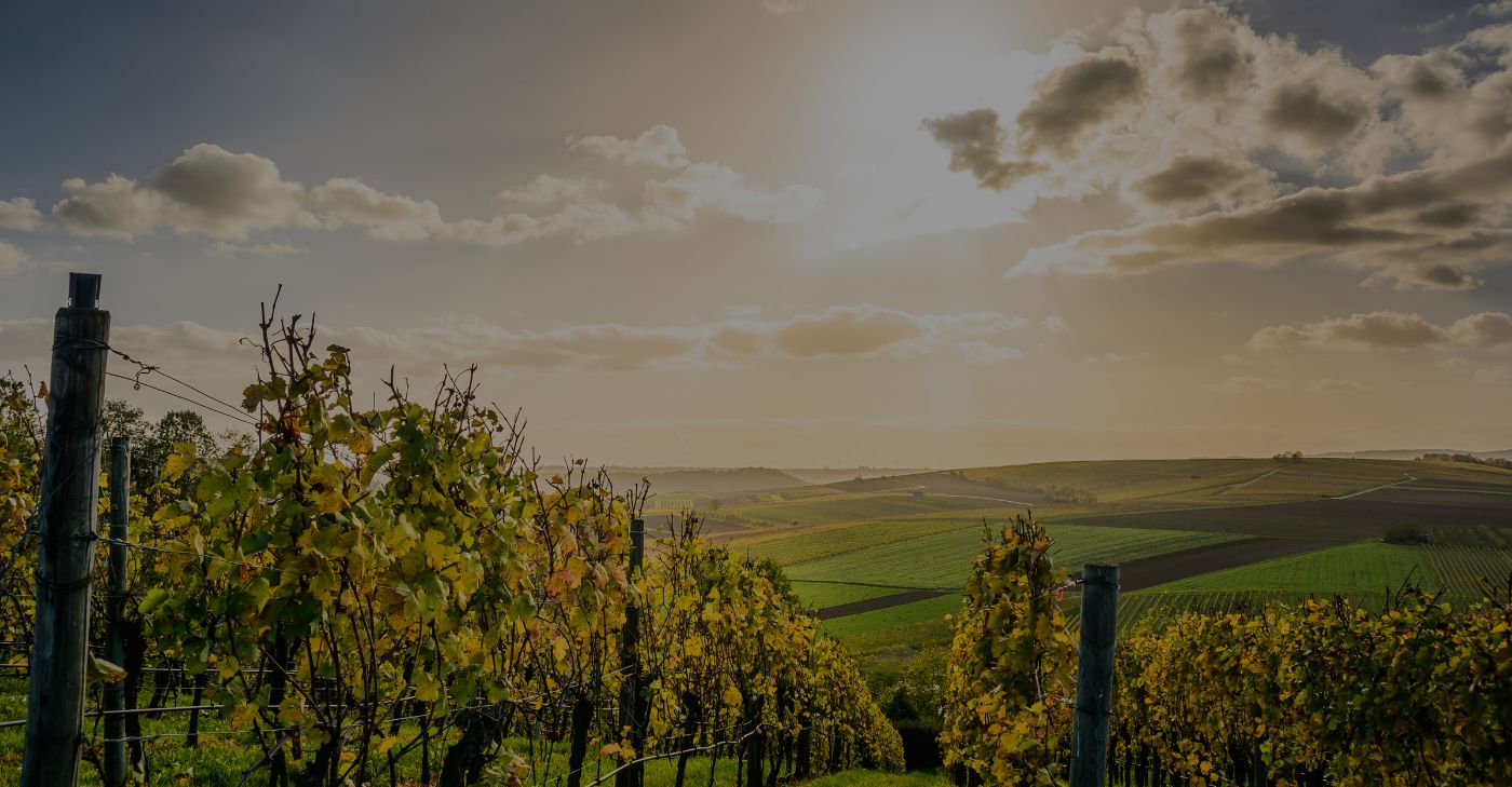 insieme per un cibobuono, pulito, giusto e sano